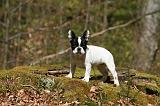 BOULEDOGUE FRANCAIS 1101